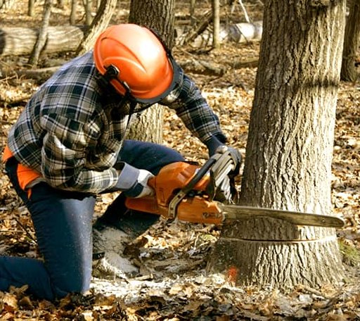Tree Removal in Upton, MA